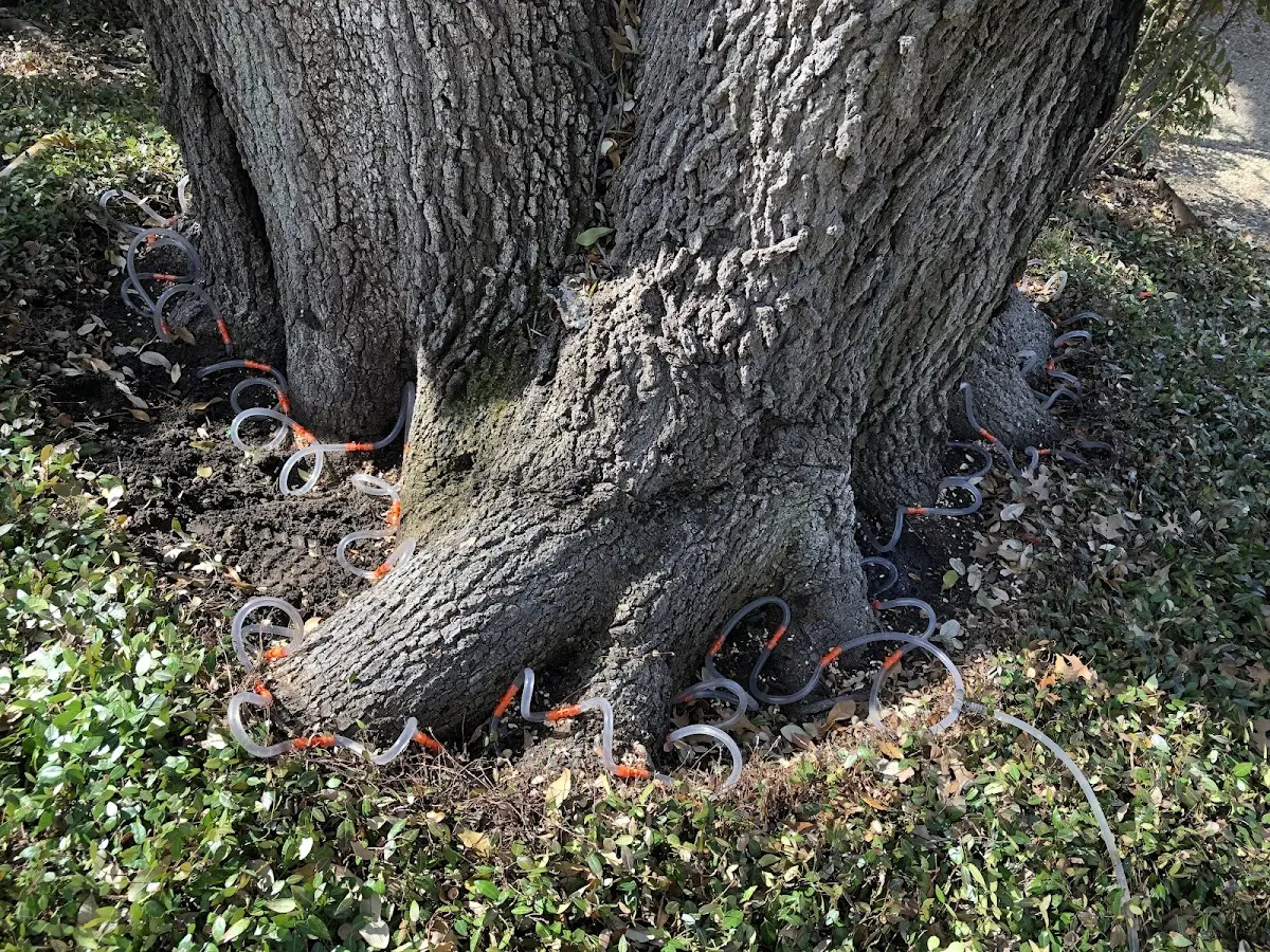 Detailed Tree Cabling and Bracing job site in Americus