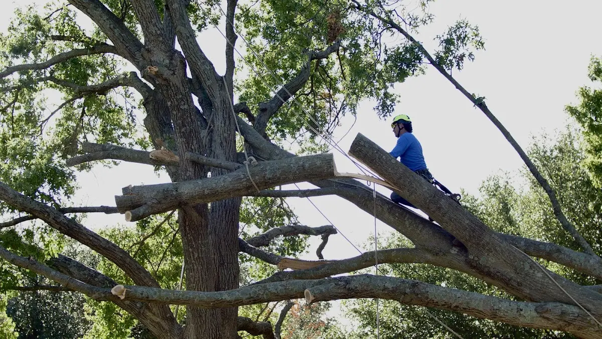 Professional Crown Thinning performed by certified arborists in Americus
