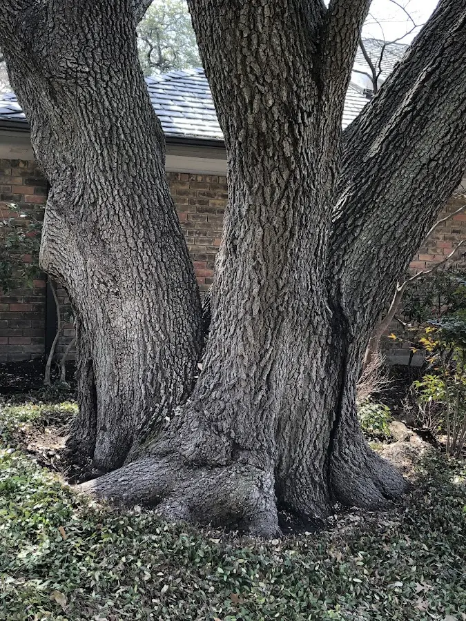 Mature heritage tree close to a Americus property cared for by certified arborists
